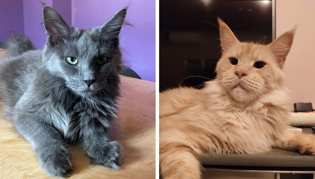Uzgajivačnica Maine Coon New Now