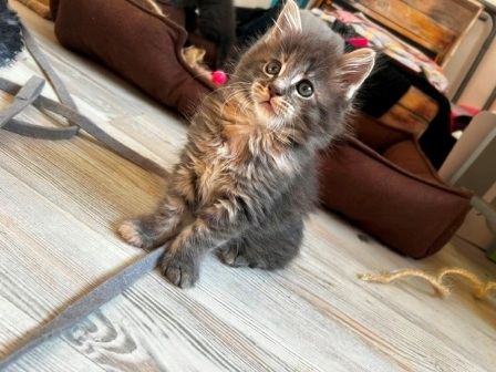 Maine Coon