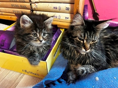 Maine Coon