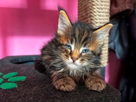 Maine Coon
