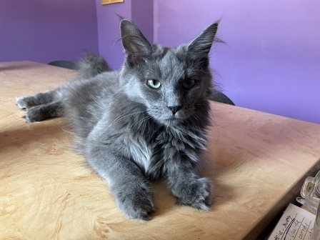 Maine Coon