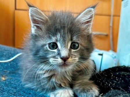 Maine Coon