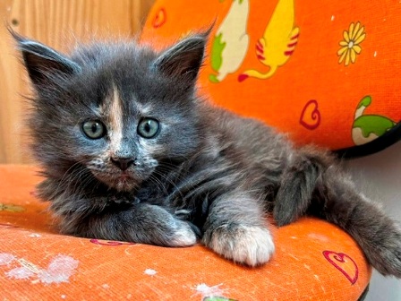Maine Coon