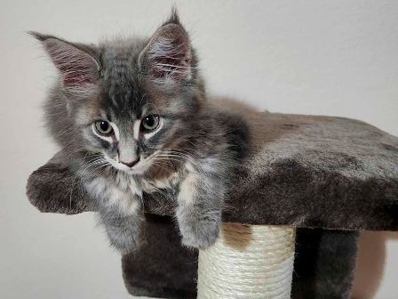 Maine Coon