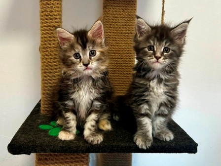 Maine Coon