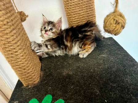 Maine Coon