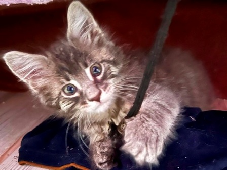 Maine Coon