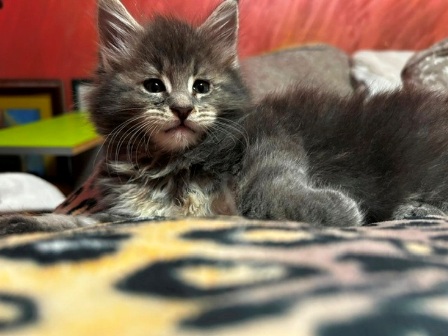 Maine Coon