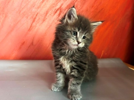 Maine Coon